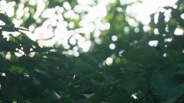 Sunlight streaming through green twigs