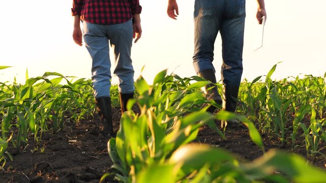 Man and woman agronomist going surrounded by seedling rows at sunny corn field back view. Farmer colleagues with tablet control agriculture cultivation organic plant production at plantation
