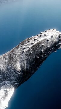 Humpback whale swimming ,4K