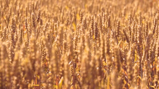 Sea of durum with no borders in sight dances beneath brilliance of summer sun. Farmland of durum striving hard for sky rocks golden waves full of sunshine. Raging sea of durum upper view