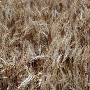 Close-up photo of natural wheat in a field, morning Sunlight.