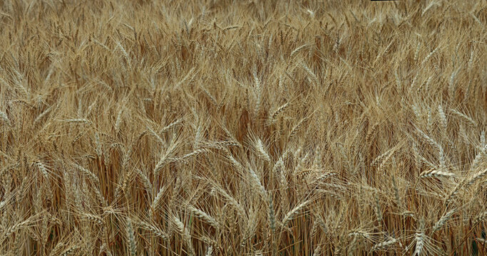 Close-up photo of natural wheat in a field, morning Sunlight.