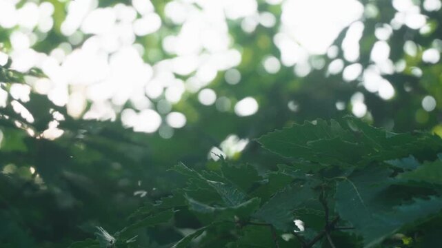 Sunlight streaming through green twigs