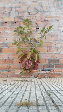 A resilient wild invasive plant with green and reddish leaves sways gently in the wind, growing out of a crack in an old brick wall and sidewalk in the city.