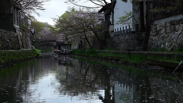花筏が流れる春の八幡堀 （滋賀県近江八幡市, 2026年4月）