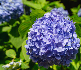 Fototapeta premium 美しいあじさいの花