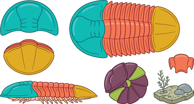 Trilobite Anatomy Collection Featuring Fossil Exoskeleton Structure, Body Segments, Molting Parts, Ancient Marine Arthropod, and Paleontology Vector Illustration Set