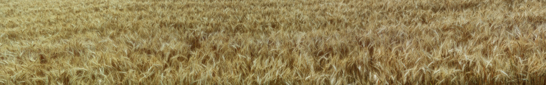 Very wide view of a field of wheat in the morning Sunlight