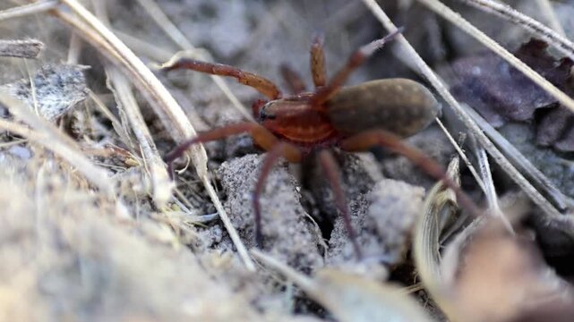Professional stock clip of macro detail of African ground spider creeping on surface 180fps Captured in Cinematic High Detail Footage