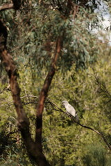 Sulphur-Crested Cockatoo Perched on a Branch in Australian Bushland © blueringmedia