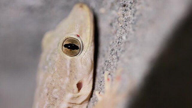 Professional stock clip of macro detail of common house gecko lizard looking at camera 180fps Captured in Cinematic High Detail Footage