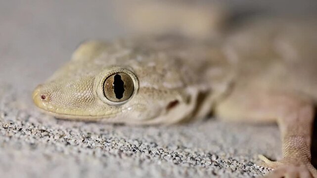 Exquisite details of macro detail of common house gecko lizard looking at camera 180fps Captured in Cinematic High Detail Footage