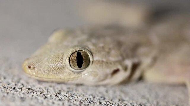 Incredible nature shot of macro detail of common house gecko lizard looking at camera 180fps Captured in Cinematic High Detail Footage