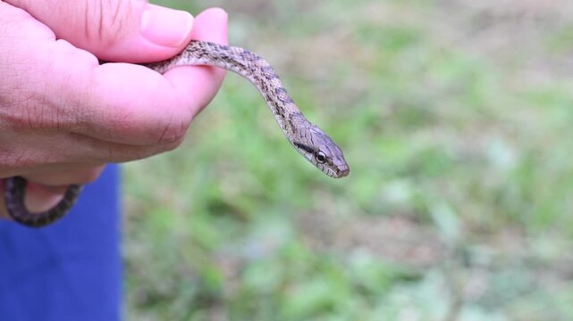 手に持たれたアオダイショウのアップ