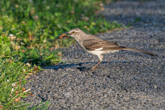 Northern mockingbird eating a locust.