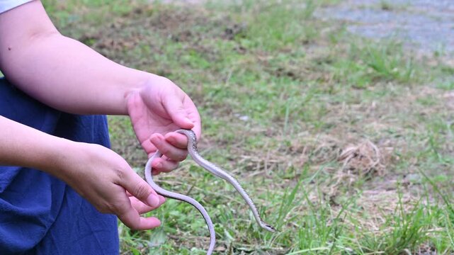手に持たれたアオダイショウの幼蛇（マムシに擬態するヘビ・自然観察）