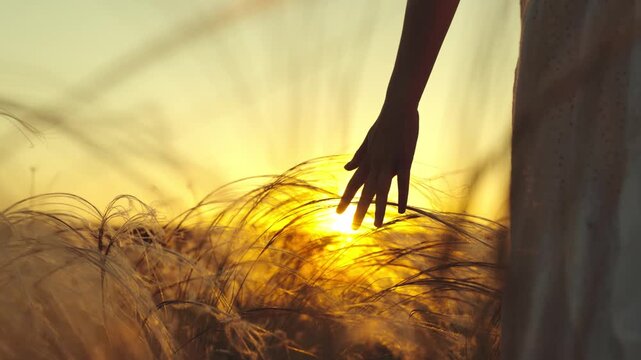 Hand of woman methodically strokes grass in park while woman sings walking at sunset. Hand of woman gently touches thick grass while lady tracks hares in field. Woman reflecting on life in field