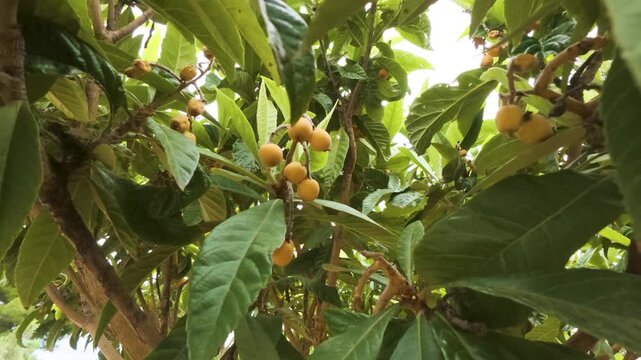 Close up View of Yellow Ripe Loquat Fruits Growing on Tree Branches Among Lush Green Leaves, Mediterranean Orchard Agriculture, Organic Exotic Fruit Farm