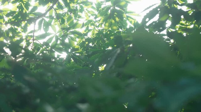 Sunlight streaming through green twigs