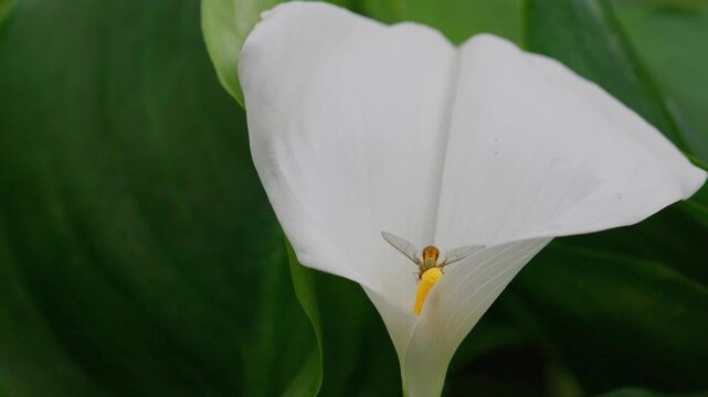Insect gathering pollen from a large white lilly flower in summer. Hornet fly collecting nectar