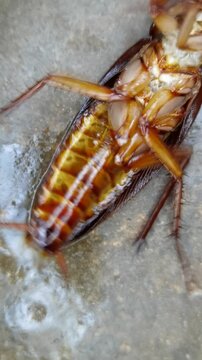 A macro, top-down shot of a dead American cockroach (Periplaneta americana) lying on its back, revealing detailed ventral anatomy including its legs, spines, abdomen, and antennae on a gray concrete