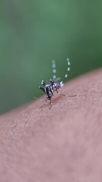 Macro shot of an Aedes aegypti mosquito biting human skin, with its abdomen filling with red blood against a blurred green background.