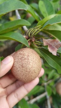 A close-up, vertical shot of a person's hand holding a fresh, round sapodilla fruit (Manilkara zapota) still attached to the branch of the tree, surrounded by lush green leaves.