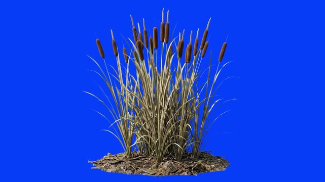 A 3D asset featuring a cluster of wild cattail plants with brown seed heads and green blades growing from a patch of earth against a solid blue screen. Ideal for wetlands, pond environments, and wildl