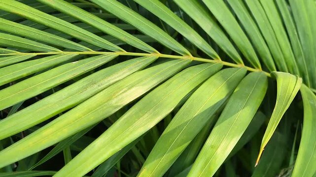 Close-up Panning of Lush Green Tropical Palm Tree Leaf in Sunlight