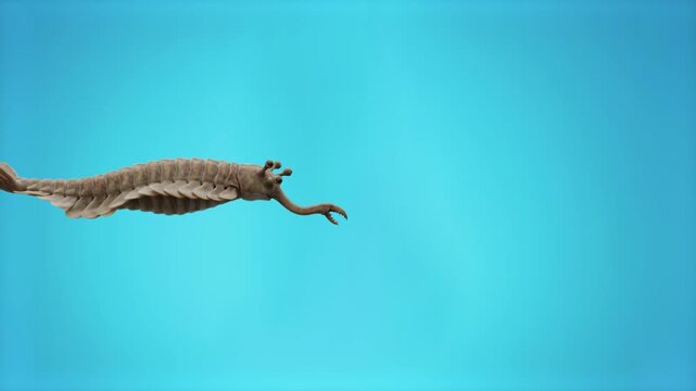 A realistic 3D model animation of the bizarre Cambrian animal Opabinia swimming against a soft teal or underwater blue backdrop. Perfect for scientific animations, evolutionary biology projects, and a