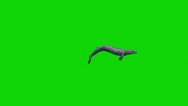 A giant prehistoric Mosasaurus marine reptile diving down, isolated on a chroma key green screen background. Designed for movie visual effects compositing, underwater scene overlays, game trailers, an