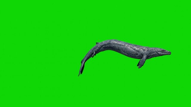 A giant prehistoric Mosasaurus marine reptile diving down, isolated on a chroma key green screen background. Designed for movie visual effects compositing, underwater scene overlays, game trailers, an
