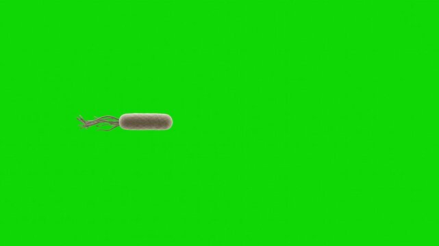 A detailed 3D microscopic animation of a single rod-shaped bacterium cell (bacillus) with flagella moving slowly against a chroma key green background. Perfect for medical biology education, virology 