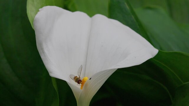 Insect gathering pollen from a large white lilly flower in summer. Hornet fly collecting nectar