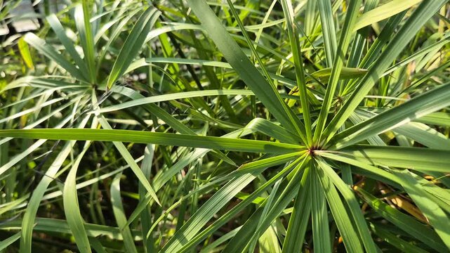 Close-up of Lush Umbrella Papyrus Plant Leaves in Garden with Natural Sunlight