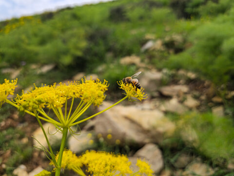 Honeybee pollinates yellow wild herb blossoms amid rocky terrain and green vegetation on a sunlit spring hillside.
📍 Hawraman Takht, Kurdistan, Iran 