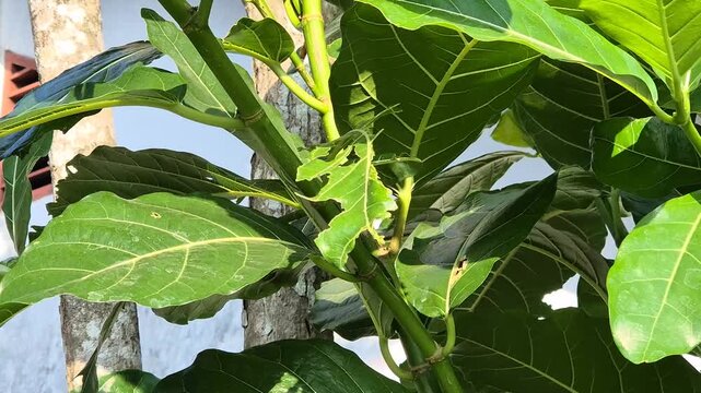 Close-up of Green Tropical Tree Leaf Damaged and Eaten by Pests
