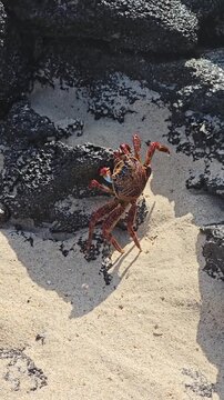 Sally lightfoot crab of Galapagos Islands walking on sandy beach to volcanic rock vertical video