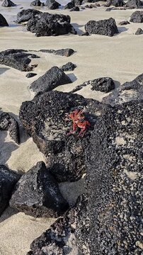 Small sally lightfoot crab walking over volcanic rock on beach