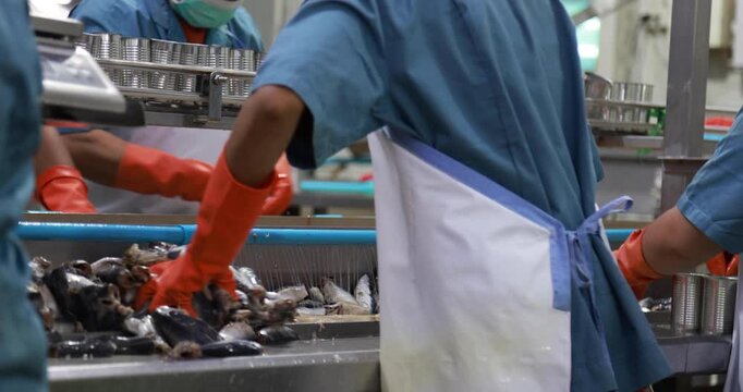 Food manufacturing industry. Worker working in canned food factory. Food industry. Canned fish factory. Worker's hand holding sardine to cutting head. Worker in food processing production line.