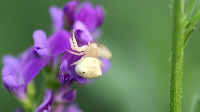 Artistic b roll of macro detail of white crab spider Thomisus spectabilis waiting on plant 180fps Captured in Cinematic High Detail Footage