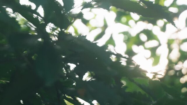 Sunlight streaming through green twigs