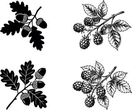 Title:

Oak branch with acorns silhouette and blackberry sprig hand drawn vector illustrations set isolated on white background