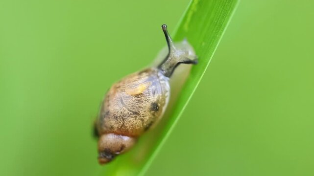 Detailed premium b roll of macro Shot of Snail Crawling Slowly on Green Plant Stem 180fps Captured in Cinematic High Detail Footage