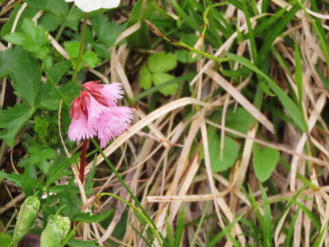 開花したピンクのイワカガミの花