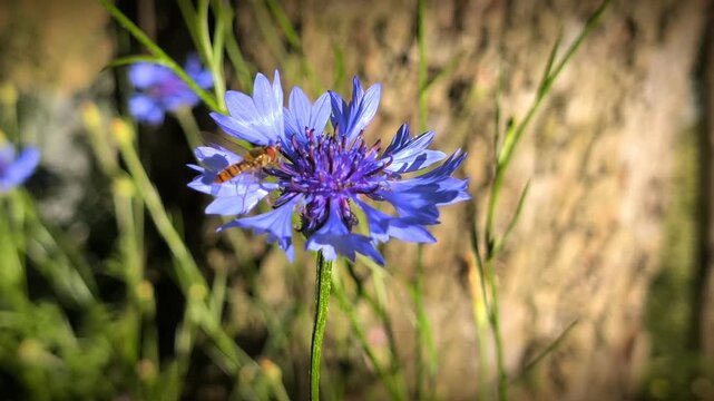 Macro close up of hoverfly insect flying and landing on a blue cornflower. Beautiful candid wildlife clip of a small syrphid fly pollination on a bright sunny summer day in a garden.