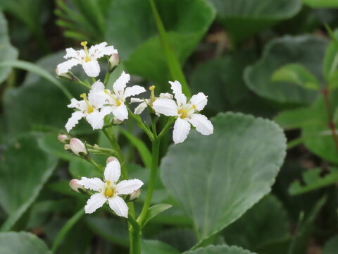 開花した白い小さなイワイチョウの花