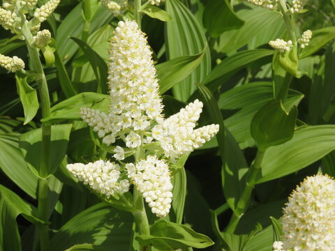 開花した白いコバイケイソウの花