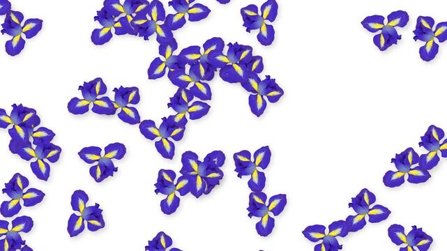 Falling Purple Iris Flowers Animation on a Solid White Background