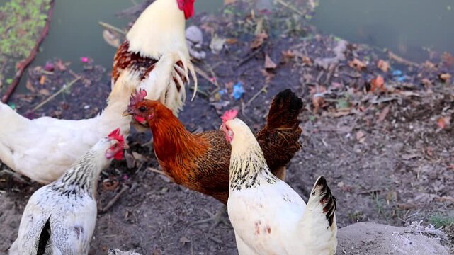 Top tier footage of domestic Roosters and Chickens Walking in Rural Yard 180fps Captured in Cinematic High Detail Footage